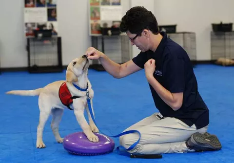 Perros huelen cáncer de los ovarios 