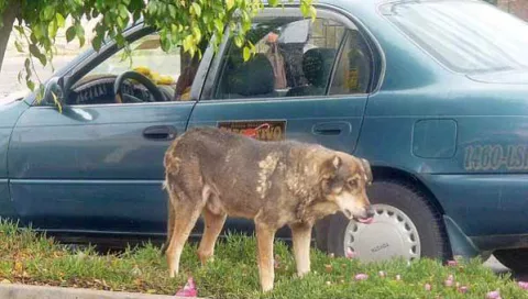 Perro aun llora la muerte de su dueño tras 5 años en la misma esquina