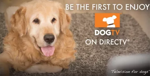 Crean canal de televisión para perros