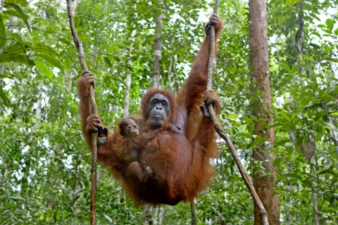 Una orangután deja el vicio de fumar para ser madre