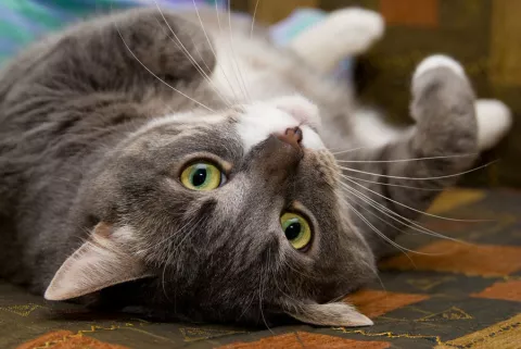 Irán podría enviar un gato al espacio como parte de su plan aeroespacial