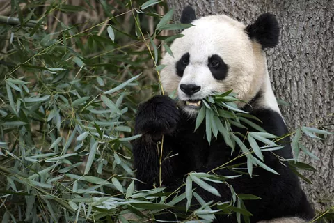  Panda gigante nace en zoológico de EEUU