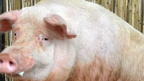 Cerdo salva a una cabra que tenía la pata atrapada bajo el agua