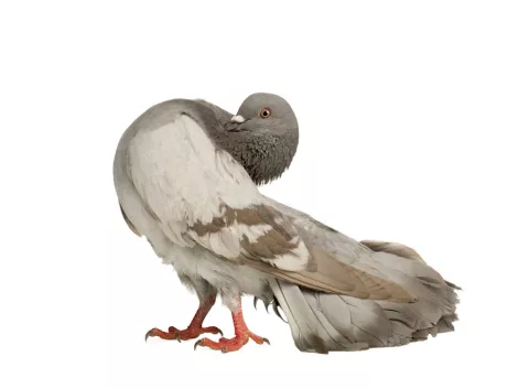 Hallan restos de megalosaurio cubierto de plumas
