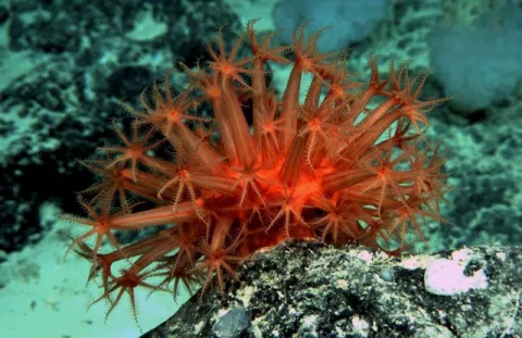 Estudian familia de caracoles de mar saltarines en la Gran Barrera de Coral