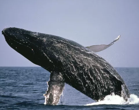 Las ballenas de Groenlandia tienen un amplio repertorio musical