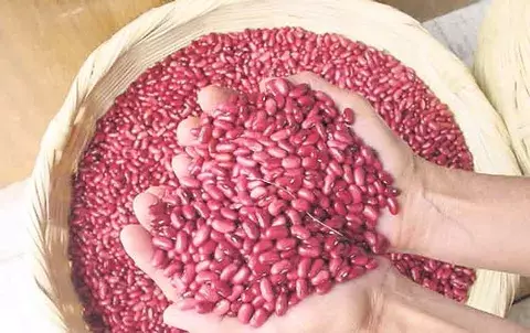Productores dejan faenas agrícolas por inestabilidad 