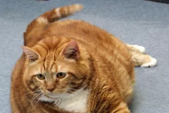 Gata de casi 19 kilos busca nuevo dueño en Texas