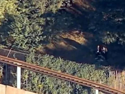 Hispano en NY quería tocar a tigre y fue atacado
