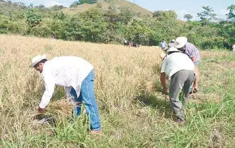 Arroceros denuncian violación de ley de la  cadena agroalimentaria 