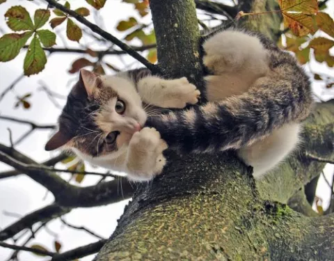 Policía queda atrapado en árbol por ayudar a gato