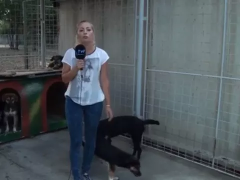 Perro orina en varias ocasiones a una periodista mientras transmitía en vivo