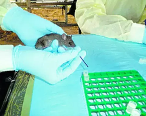 En las heces, orina y saliva de los roedores está el virus del Hanta 