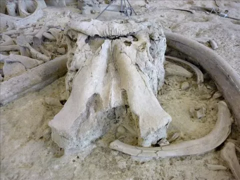 El elefante antiguo vivía en los alrededores de Roma hace 300,000 años