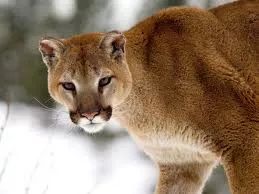 Se salva de ataque de puma gracias a una patineta