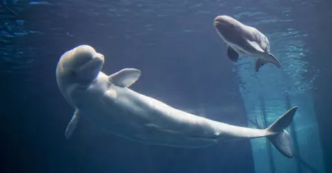 Nace una beluga en el acuario de Chicago