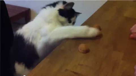 La gata que sabe jugar a encontrar la bolita
