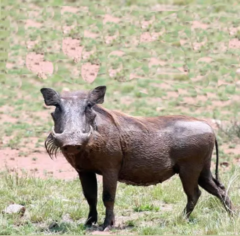 Guía de caza mata un cliente al confundirlo con un jabalí en Uruguay