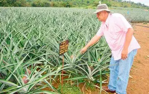 Piñas de Soná fijan su destino  en los mercados de Europa 