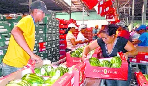 Se trata de un cultivo de importancia para la provincia 