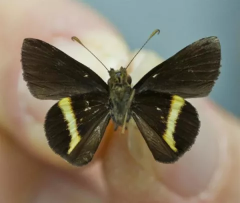 Descubren una nueva especie de mariposa diminuta en Jamaica
