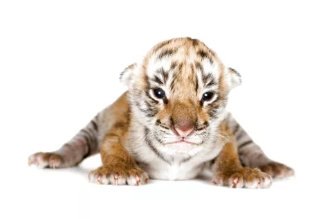 Un hombre fue arrestado por transportar 16 cachorros de tigre