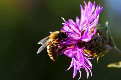 Abejas provocan emergencia al picar a 12 personas