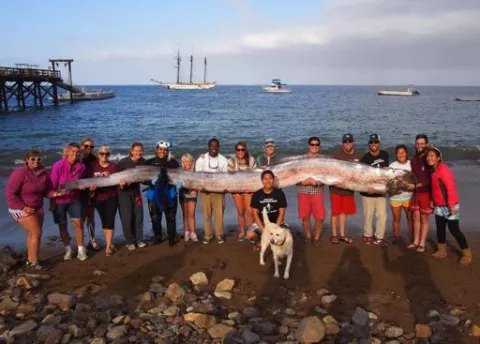Hallan criatura marina de 5,5 metros en California