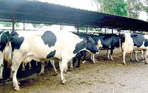 Panamá planea exportación de ganado a Medio Oriente   