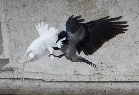 Palomas de paz atacadas por otras aves en ceremonia del Papa