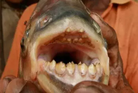 Un pez con dientes humanos causa terror