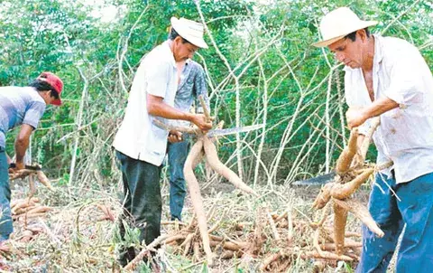 Aumenta interés en Azuero por producción de almidón de yuca 