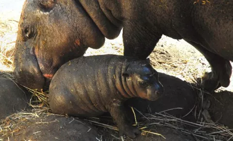 Nace el segundo hipopótamo pigmeo en dos años
