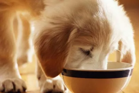 La dieta de los perros llevó a su domesticación, según estudio