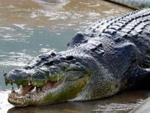 Capturan a un cocodrilo de 1,7 metros en un desagüe