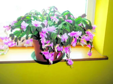 Plantas para decorar el pasillo