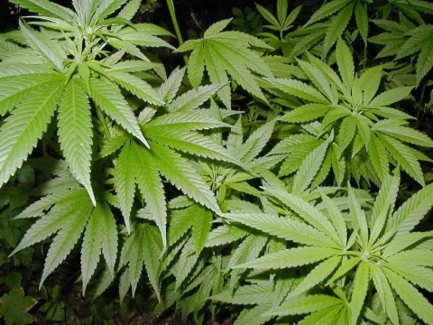 Hombre cultiva marihuana en iglesia de Pensilavania