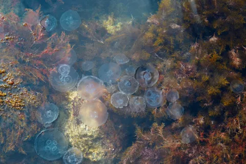 Aplicación móvil identifica si hay medusas en la playa