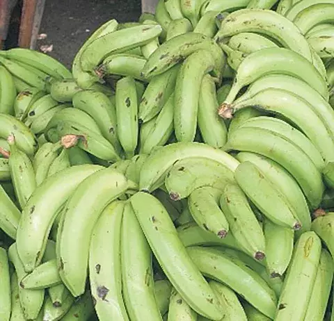 Utilizan tecnología en  producción del plátano 