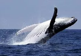 La población de ballenas jorobadas decuplicó pero sigue amenazada