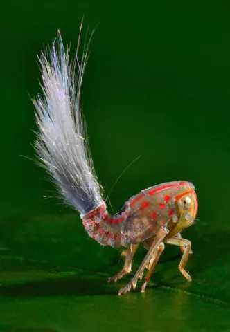 Descubren insecto que parece un troll