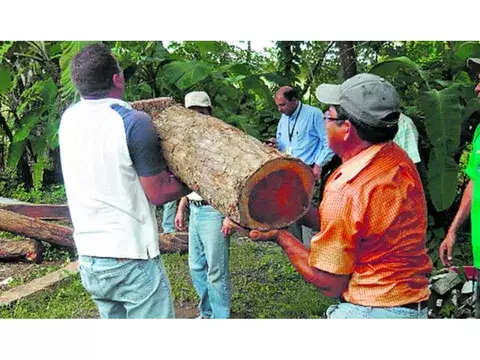 Grandes decomisos se han realizado en Tolé y Bugaba 