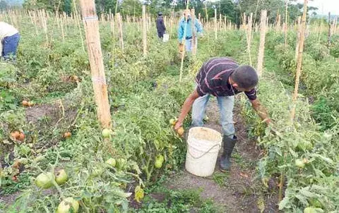 Tomateros exigen mejor precio por la compra de su producto 