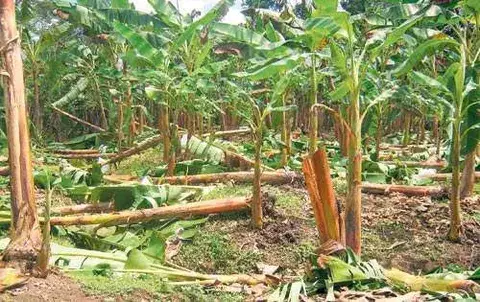 Solicitan traslado de $2.3 millones para pagar deuda a productores de plátanos 