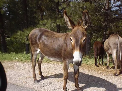 Egipcio es detenido por llamar a su burro como un general de las fuerzas armadas