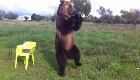 Tima: Un oso que baila y toca trompeta causa sensación en youtube