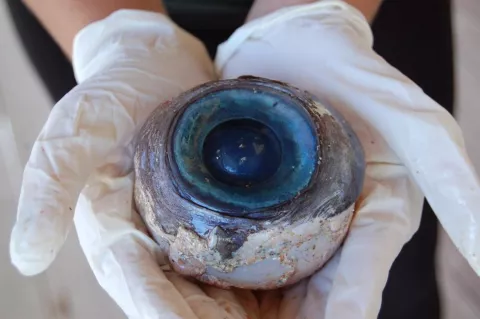 Encuentran ojo gigante en una playa