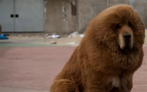 Cierran el zoo chino que intentó hacer pasar a perros como leones