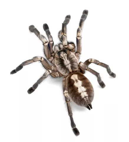 Ponen nombre de Bono a especie de araña