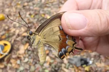 Hallan una hembra de rara mariposa que temían a punto de extinguirse